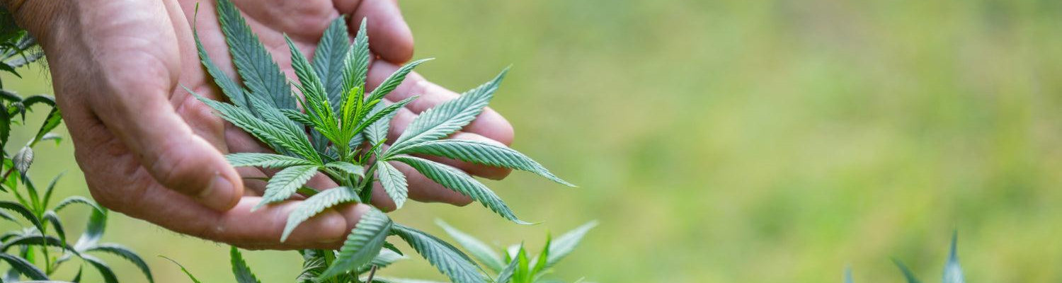 Kanapių karpymo menas: technikų ir priežiūros gidas-Canapuff