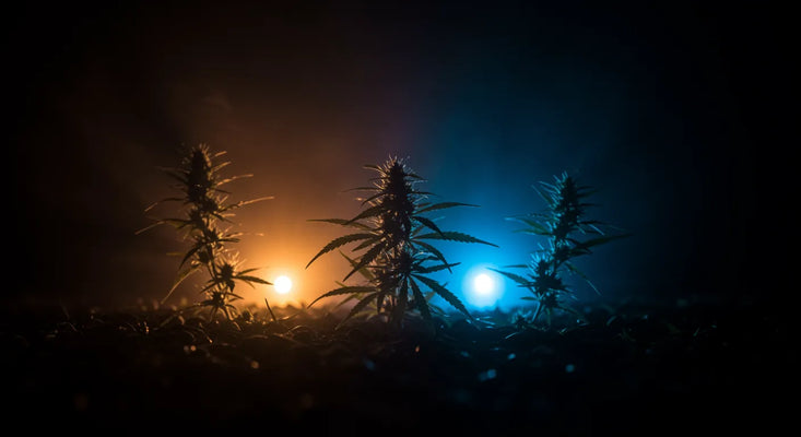 Hur man anvÀnder Hemp Flowers