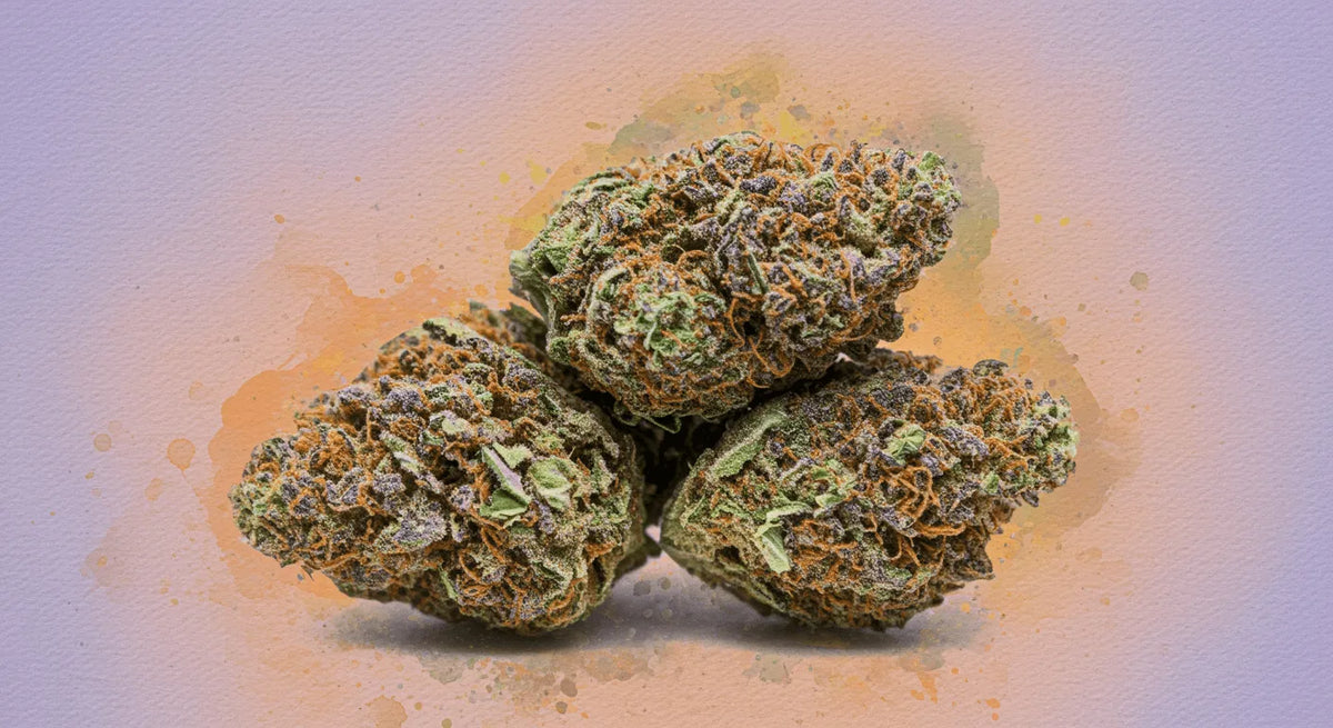 Totul despre Gelato: Un ghid detaliat pentru legendara Strain de Cannabis