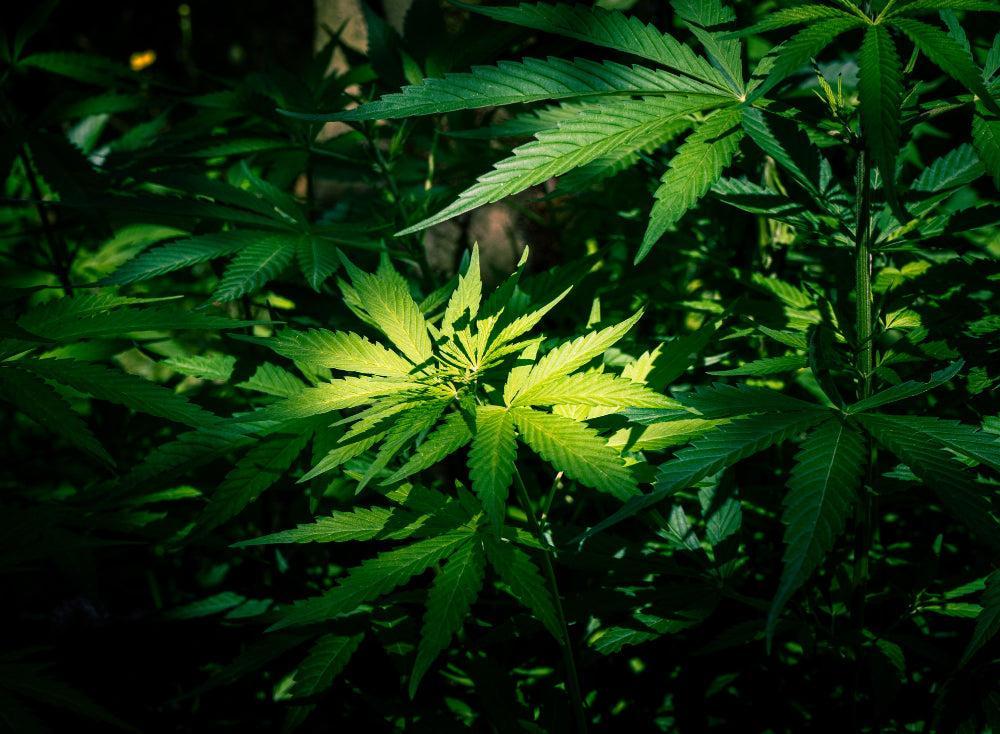 Optimali drėgmė Cannabis sėklų daiginimui-Canapuff