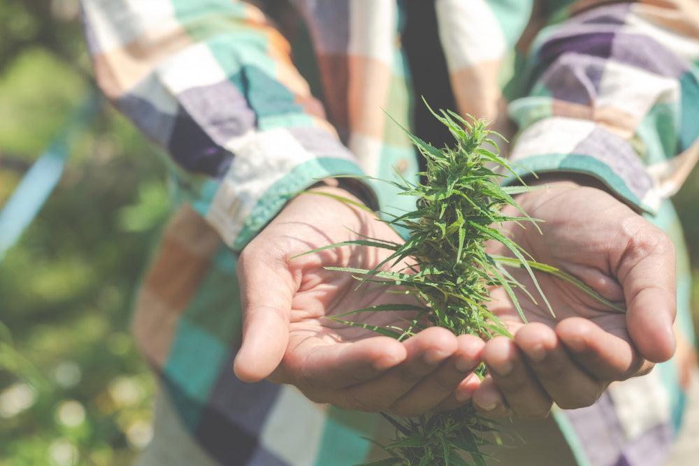 Végső Cannabis Termék Útmutató | Válaszd a legjobbat - Canapuff
