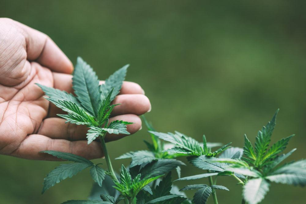 Idealios sąlygos Cannabis sėkloms: apžvalga-Canapuff
