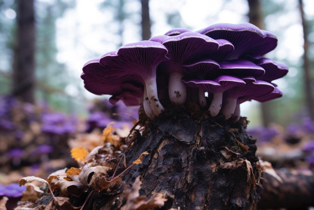 Magic Mushrooms: Fördelar, risker och sÀker anvÀndningsguide-Canapuff