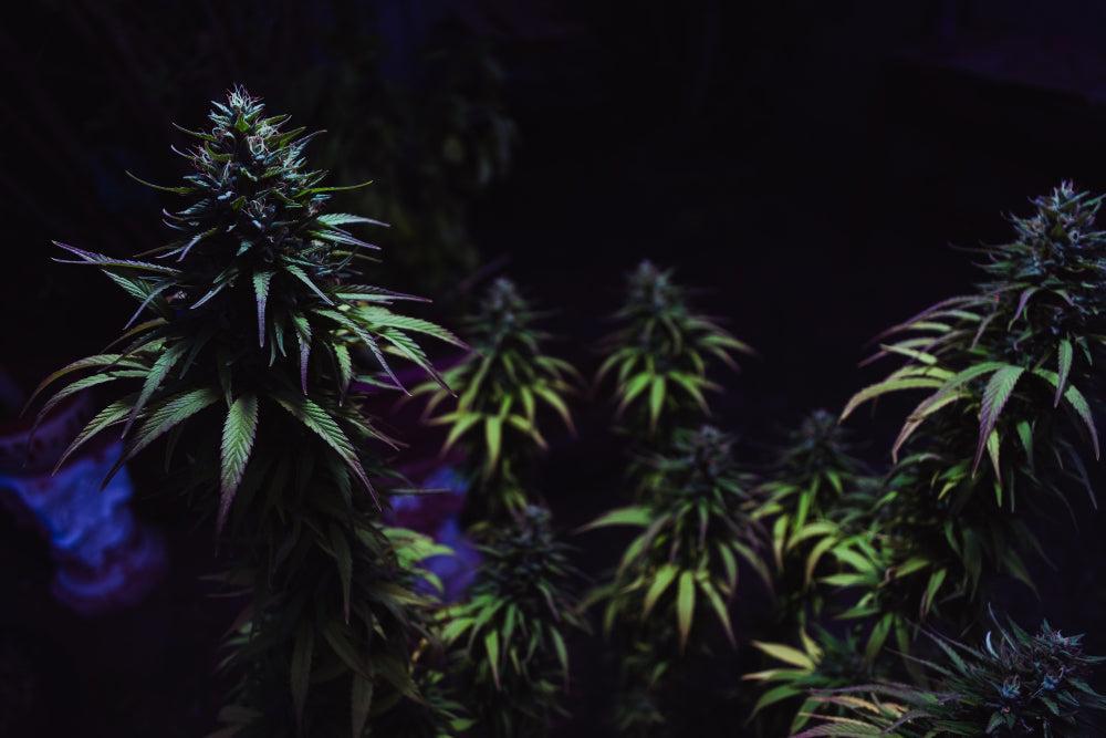 I migliori consigli per piantare e conservare i semi di Cannabis-Canapuff