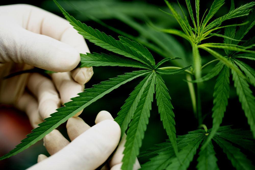 Cannabis lapai