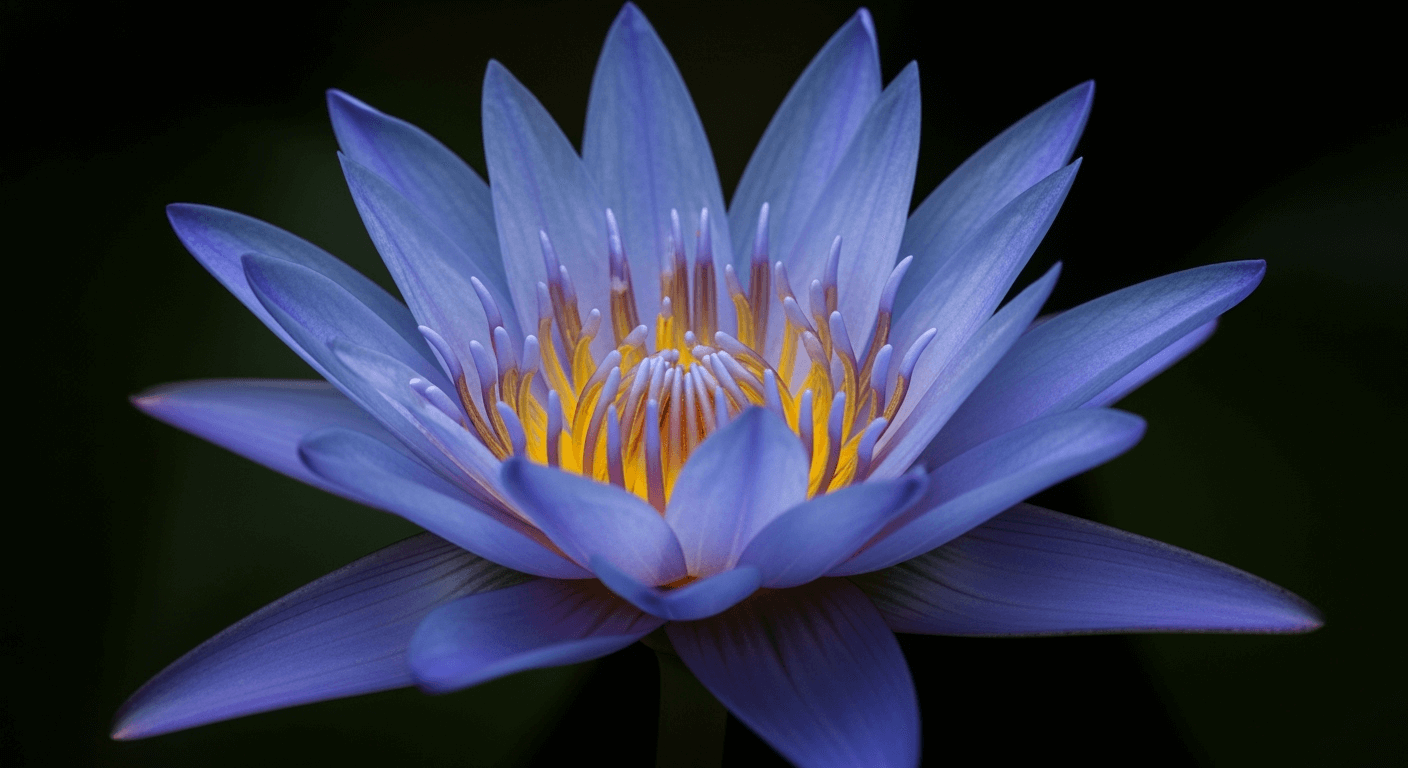 Blue Lotus Flower Effects & How to Smoke It Blue Lotus Flower Effects & How to Smoke It