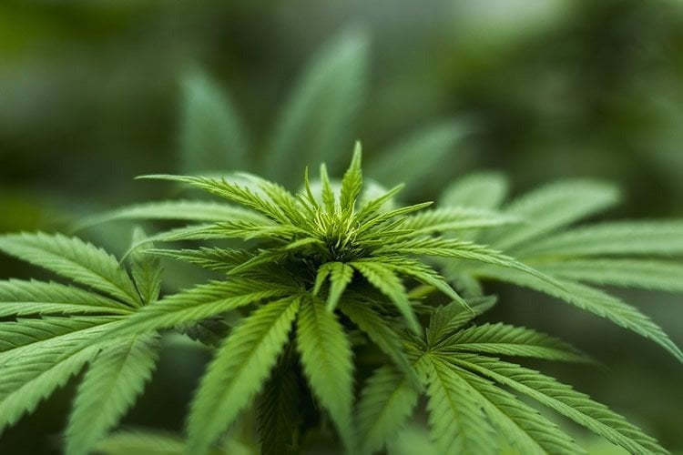Is THC Legal in Europe? Country Guide