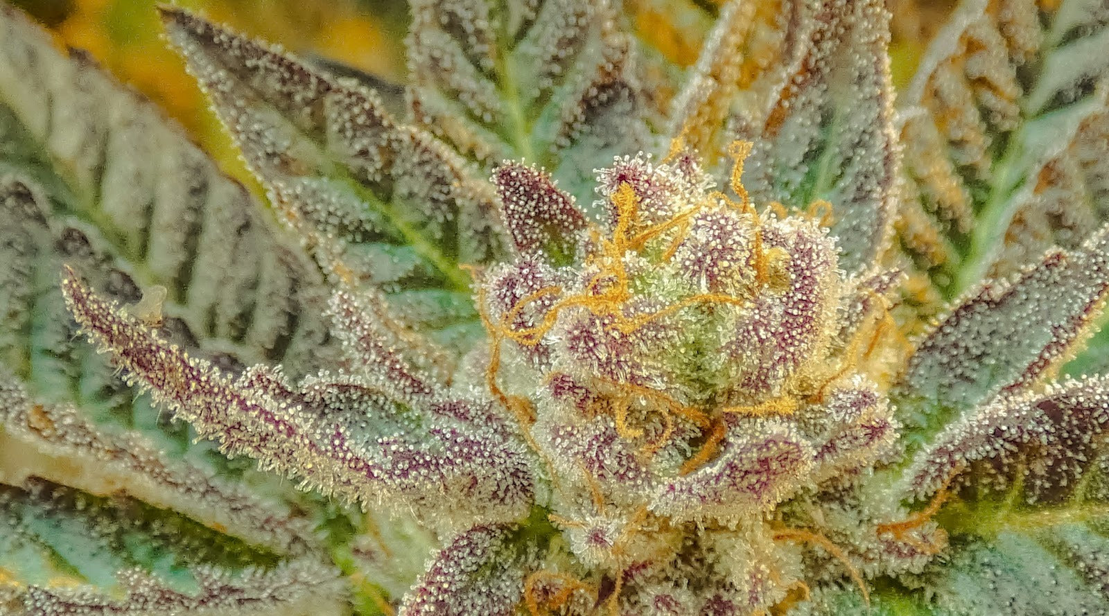 What are THC and THCV?