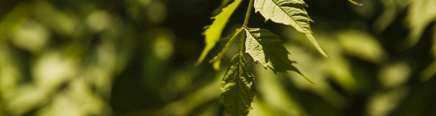 Sázení semínek Cannabis: Základní kroky pro optimální růst-Canapuff