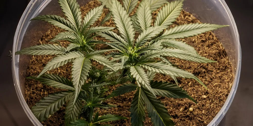 Maksimaliai padidink Cannabis derlių: šiltnamio sėklų gidas-Canapuff