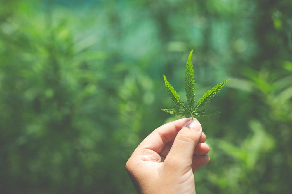 Mano sostiene una hoja de Cannabis