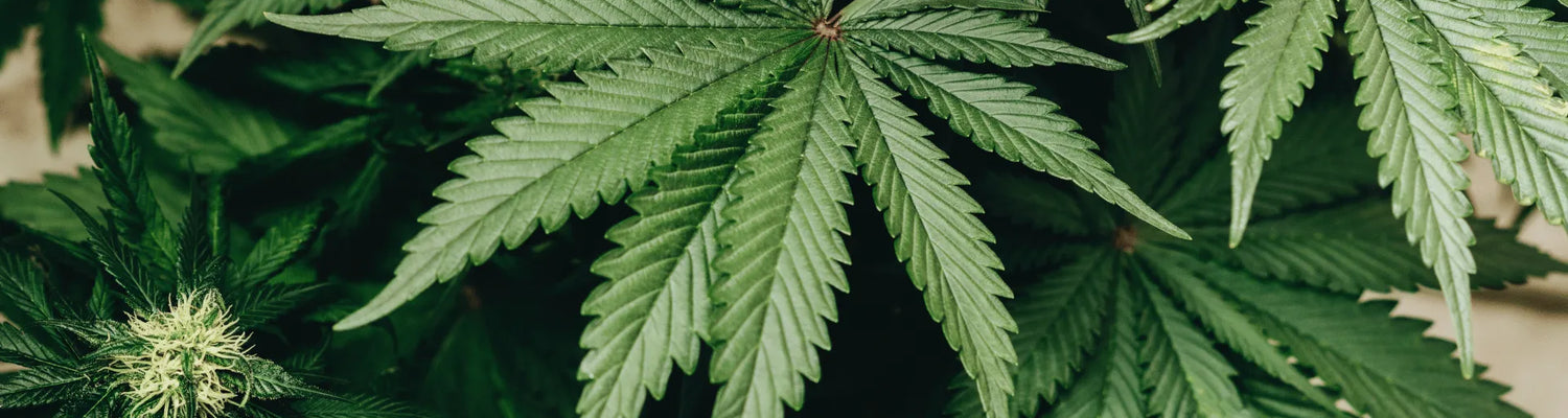 Verschil tussen THCp, HHC en CBD Canapuff