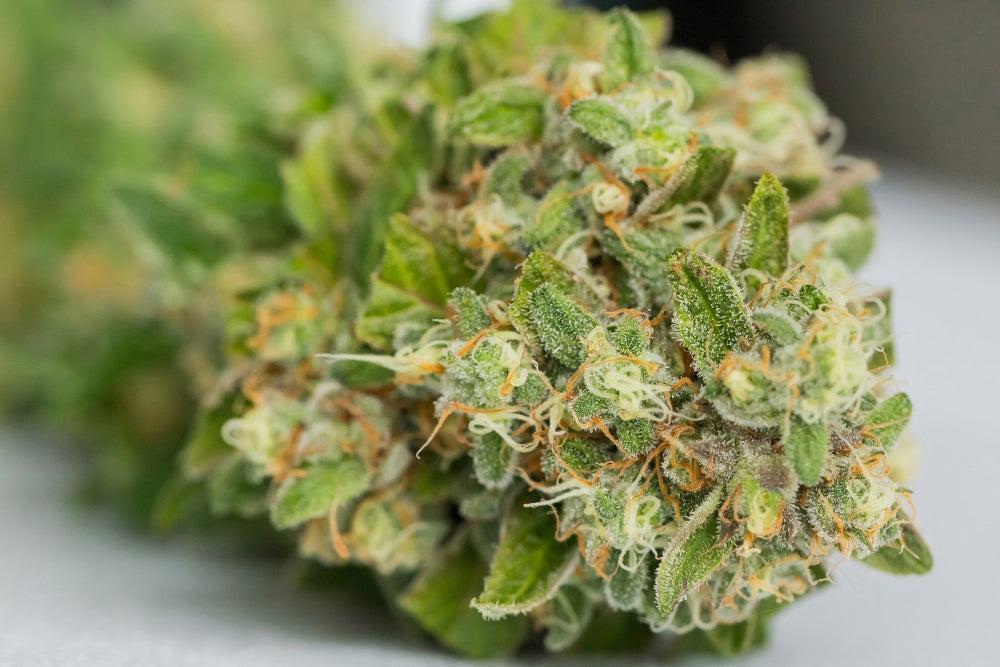 Cannabiszaden bewaren: Voordelen, risico’s en beste praktijken-Canapuff