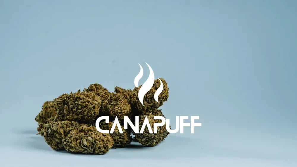 the Biggest Cannabinoid Brand in Europe
