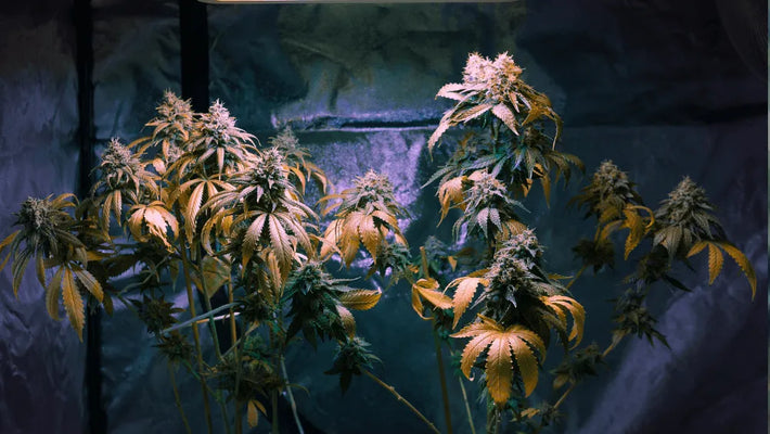 Hvad er CBDP: en sjælden cannabinoid