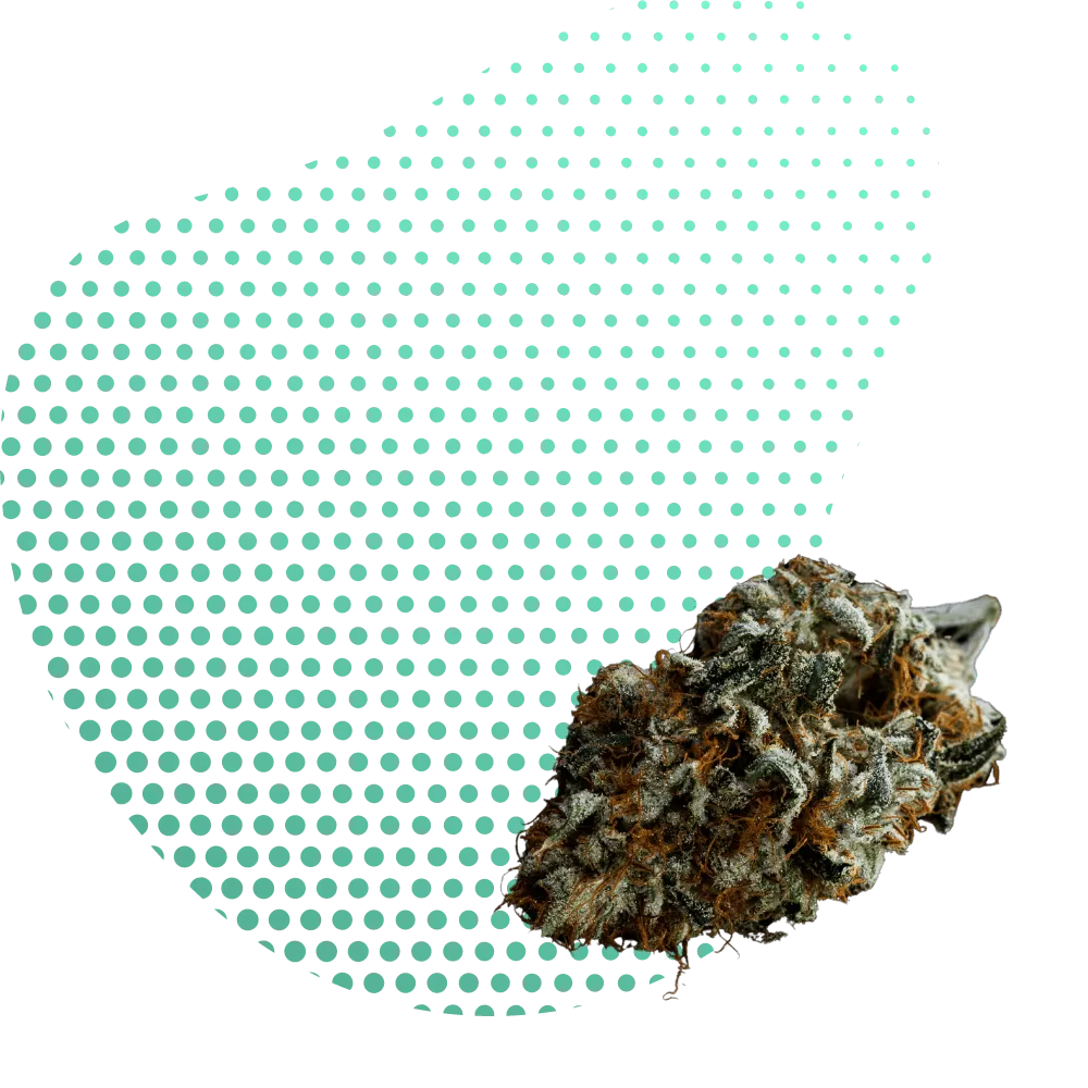 10-OH-THC цветя-Canapuff