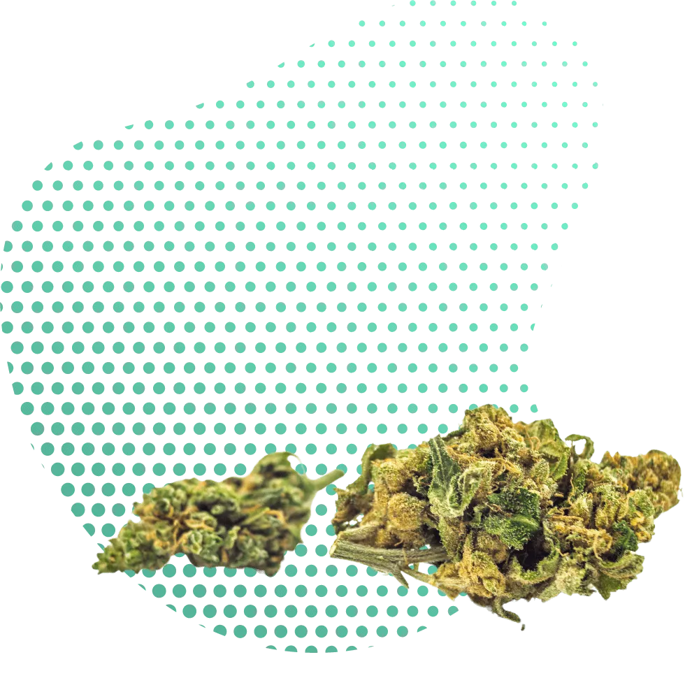 10-OH-HHC цветя-Canapuff