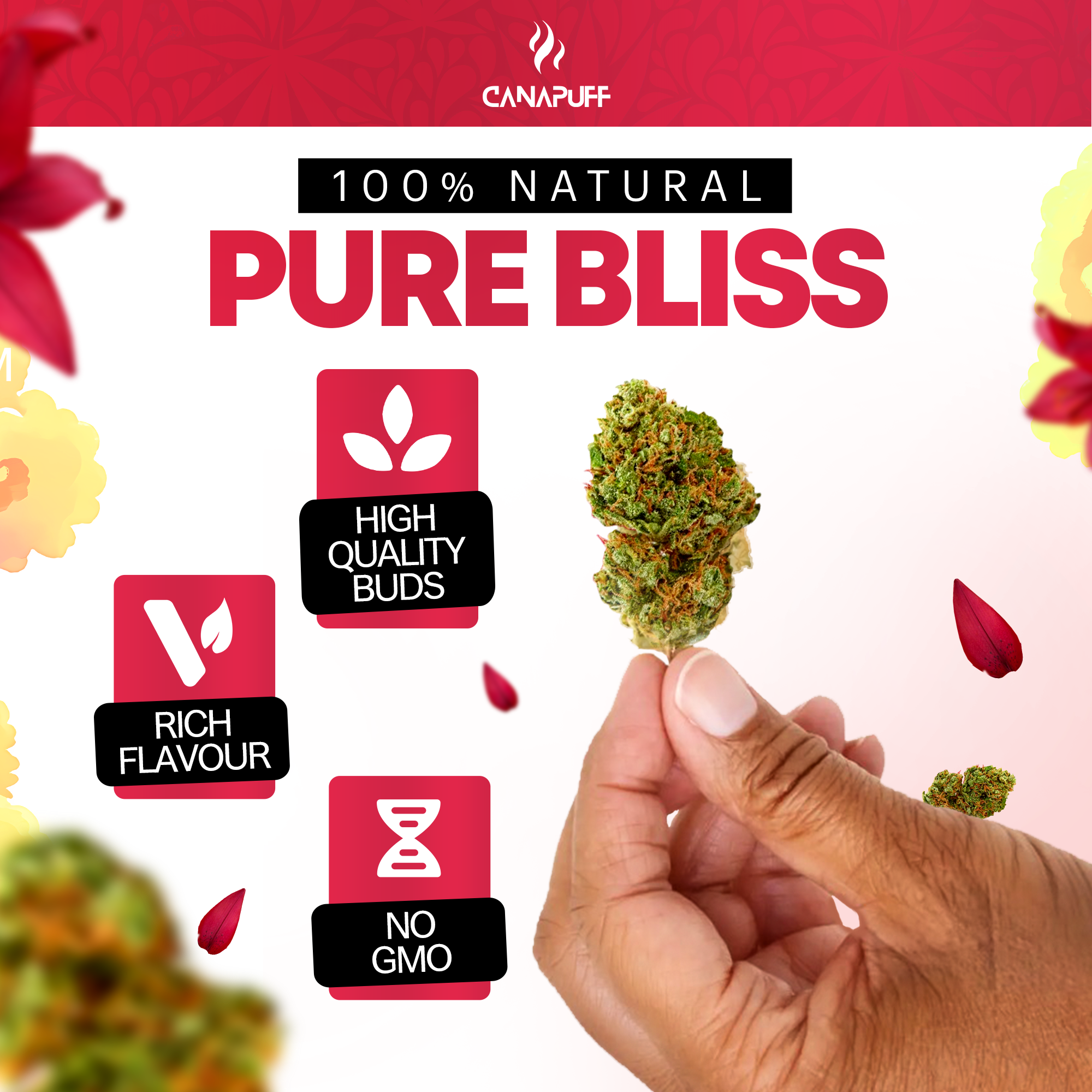 Canapuff - Lemon Cherry Gelato 65% - Fiori HHC-A-Canapuff