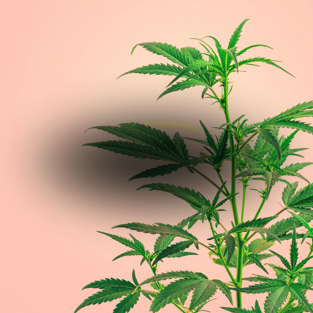 Цветя Канапъф