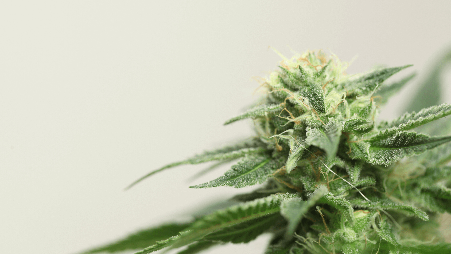 contact us Canapuff Cannabis