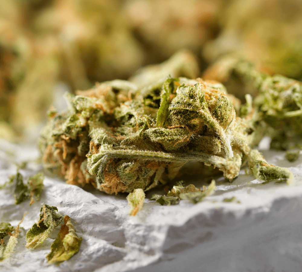 fiori di Cannabis thp420