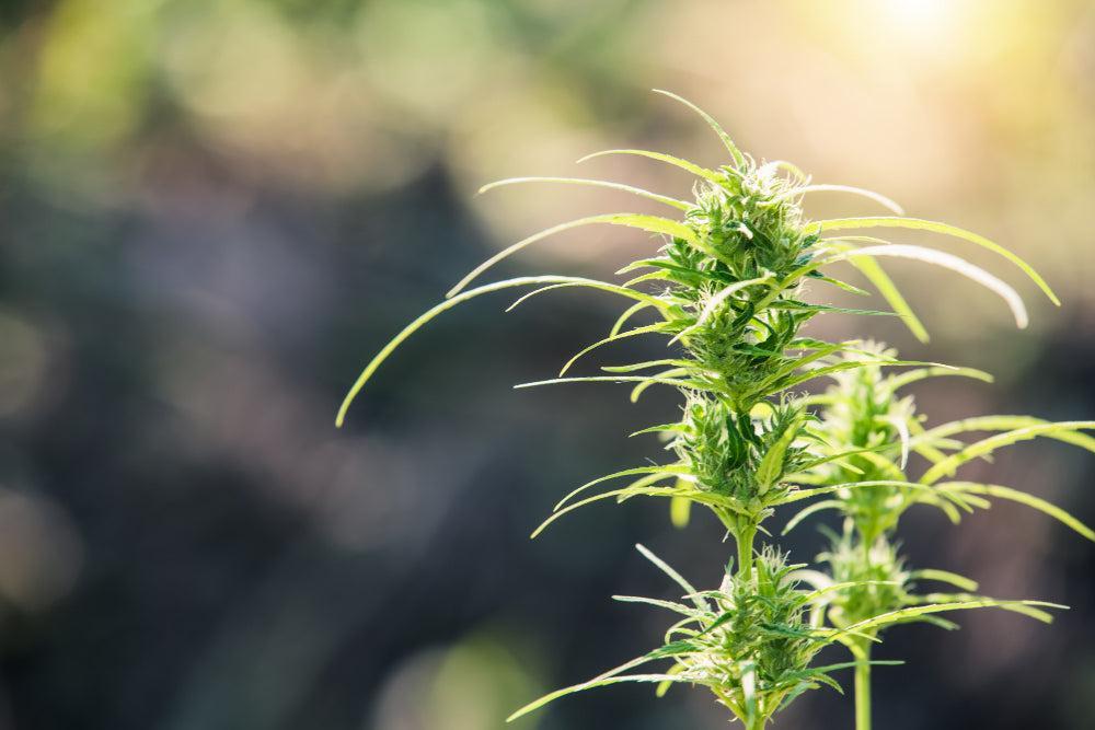 Delta-8 THC: Effects, Legality and Products-Canapuff