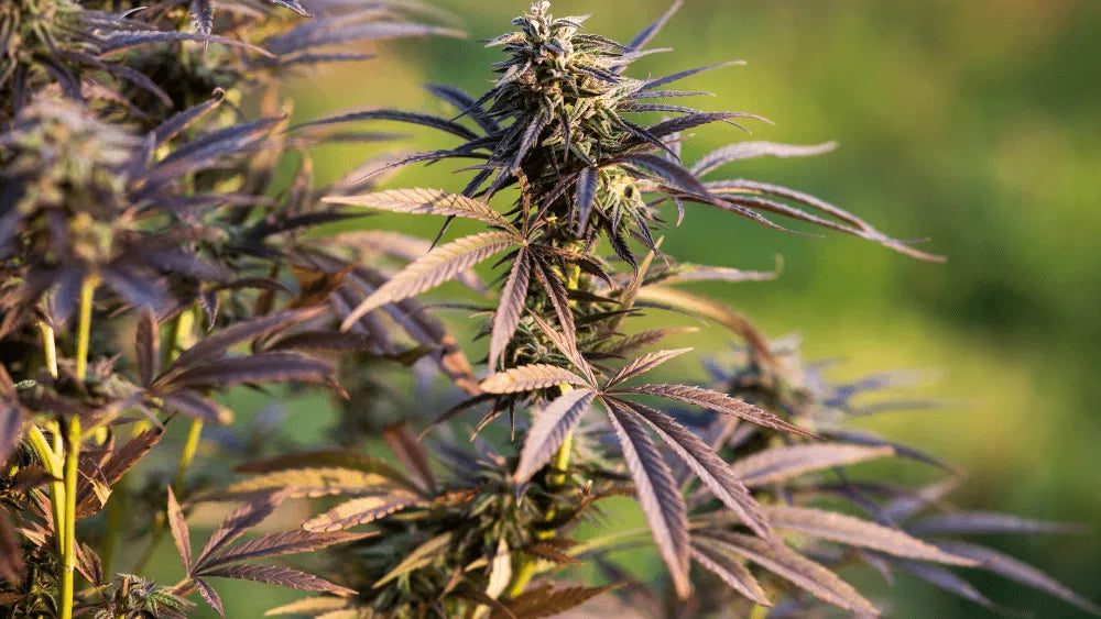 THC-JD Hatások és Előnyök