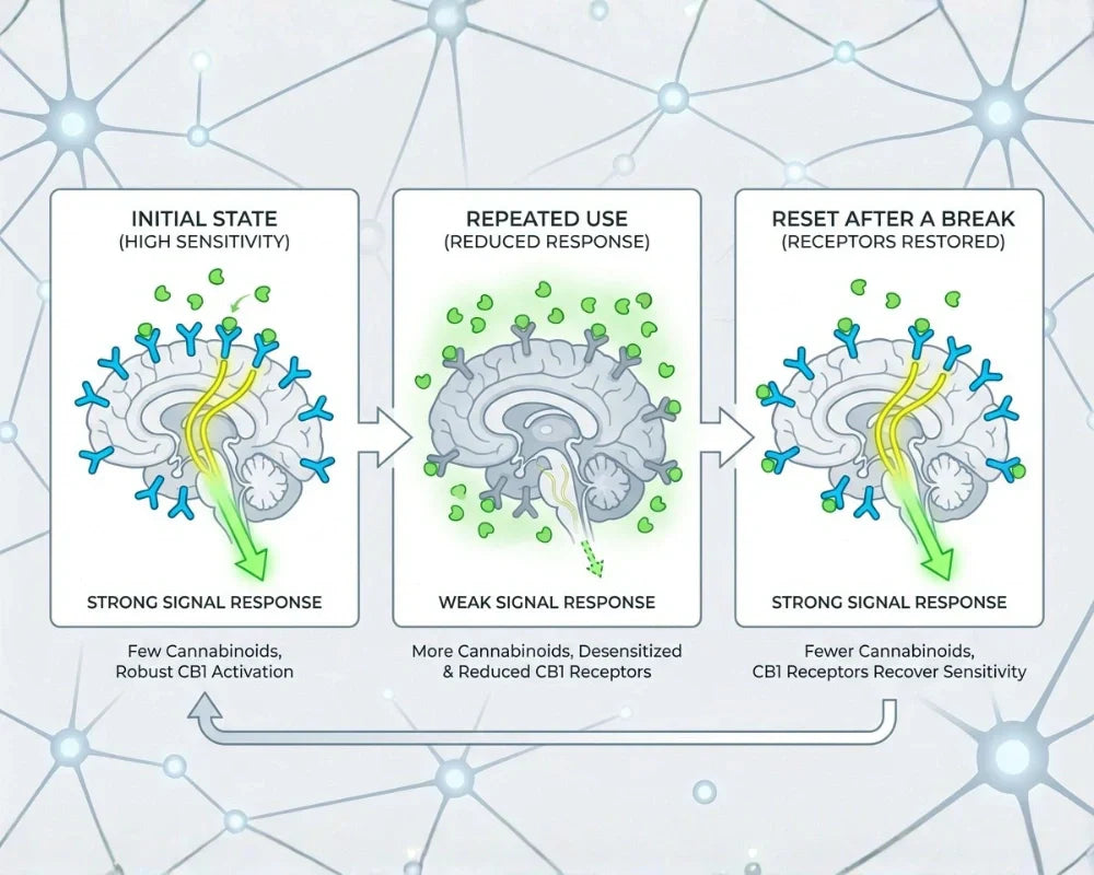 Cannabinoid Tolerance: Why It Builds and How to Reset It