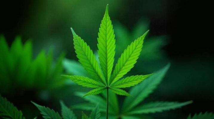 Marijuana Leaf: Anatomy, Morphology and Drawing Guide