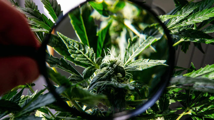 A THC-B előnyei és kockázatai