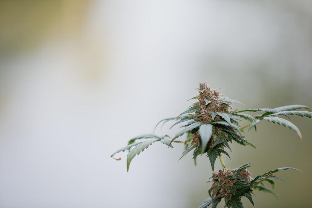 How to Nurture Your One-Week-Old Autoflowering Seedling